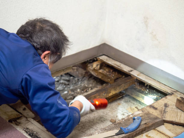 Best Mold Remediation Services  in Homer, AK