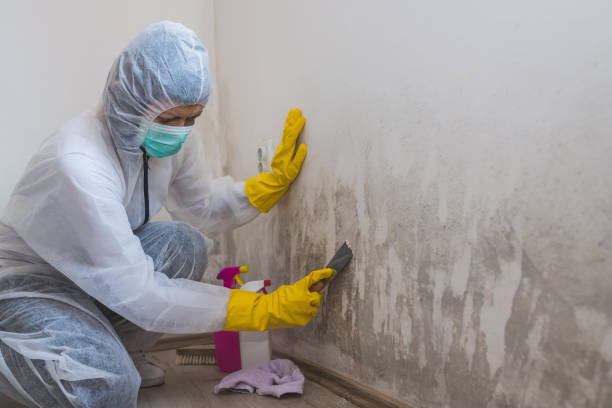 Best Mold Cleaning Services  in Homer, AK