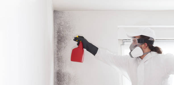 Best Mold Damage Repair  in Homer, AK
