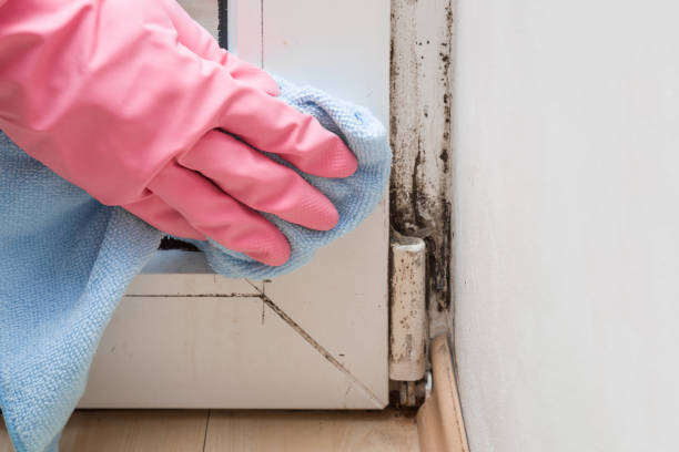 Home Mold Removal in Homer, AK